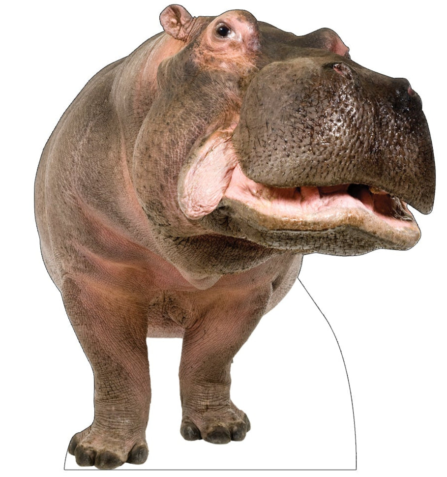 Life-size Hippopotamus Cardboard Cutout Standee - All Cutouts
