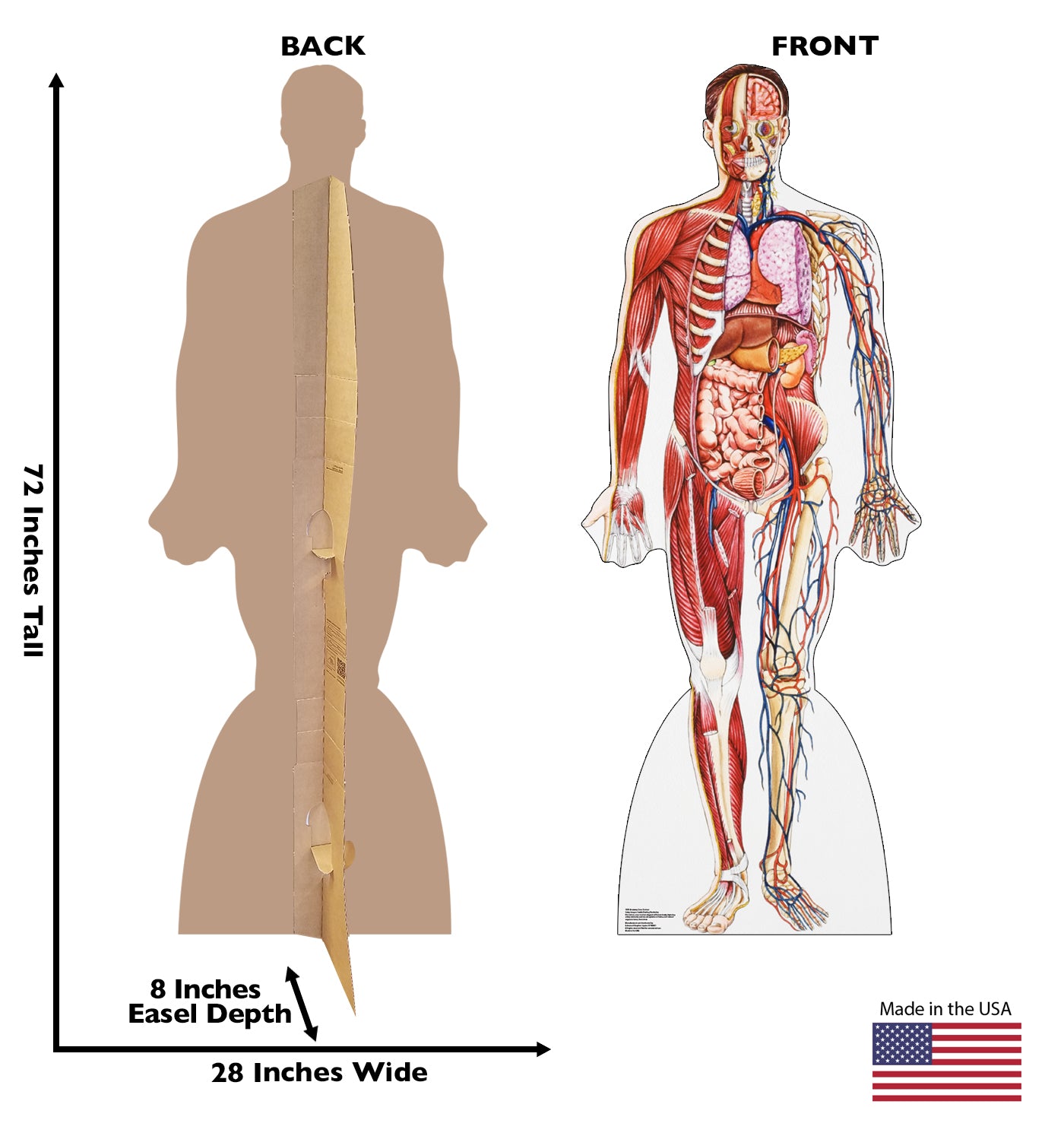 Life-size Anatomy Cross Section Cardboard Standup - All Cutouts