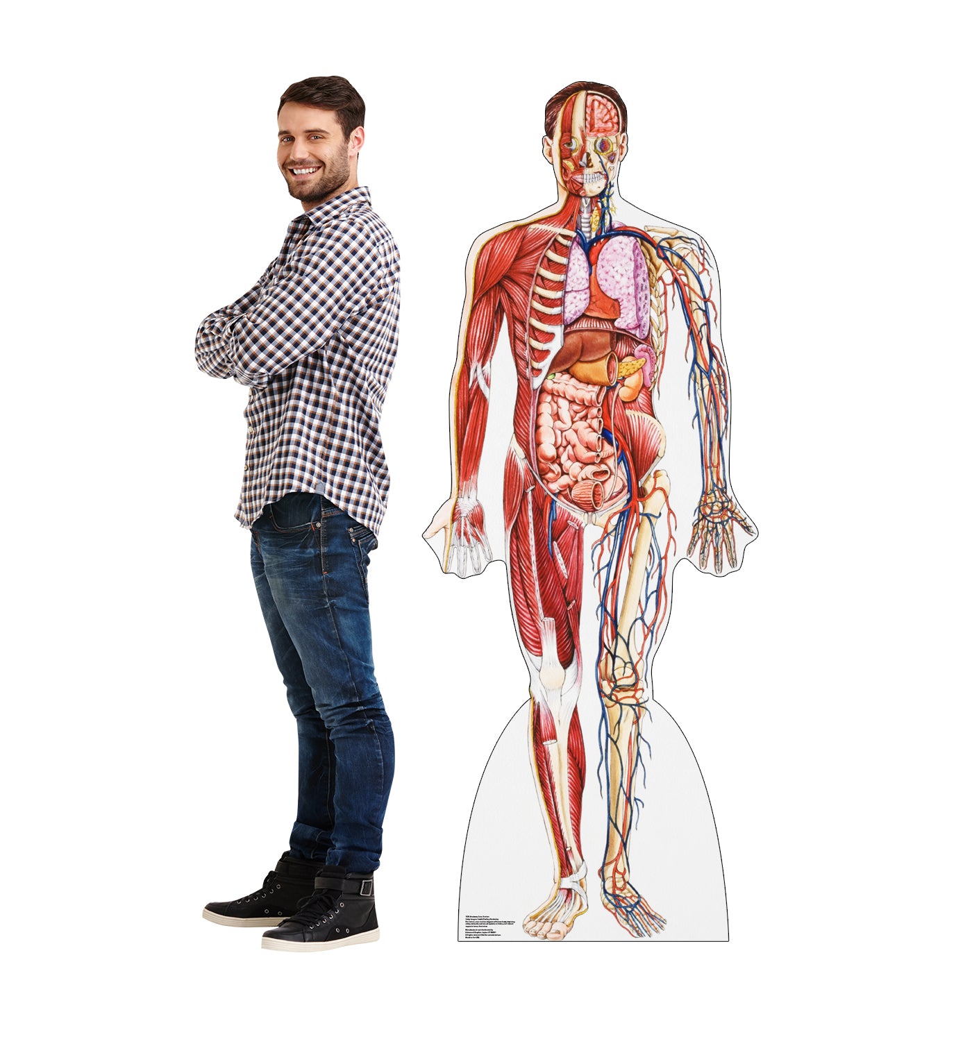 Life-size Anatomy Cross Section Cardboard Standup - All Cutouts