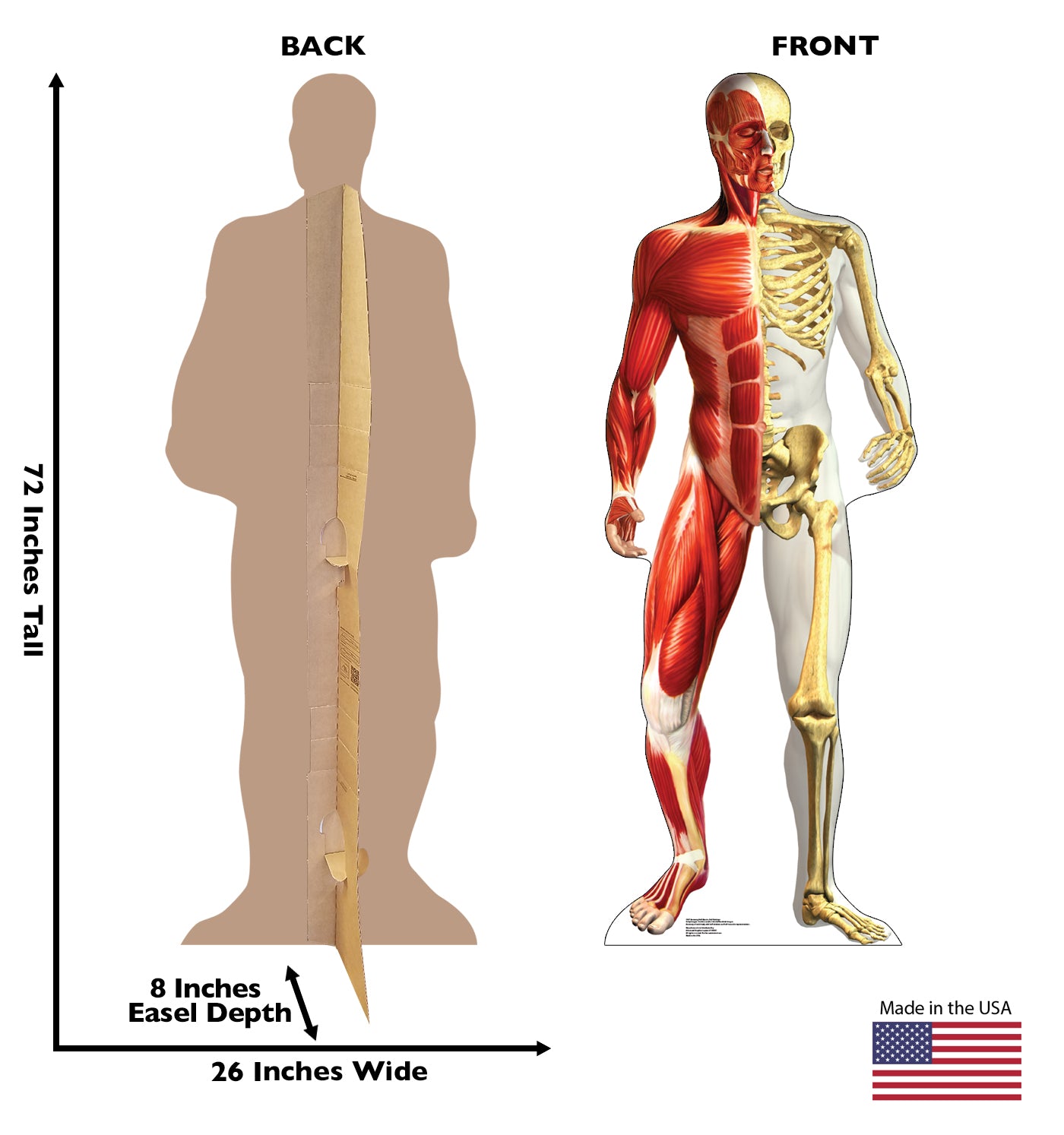 Life-size Anatomy Half Muscle Skeleton Cardboard Cutout - All Cutouts