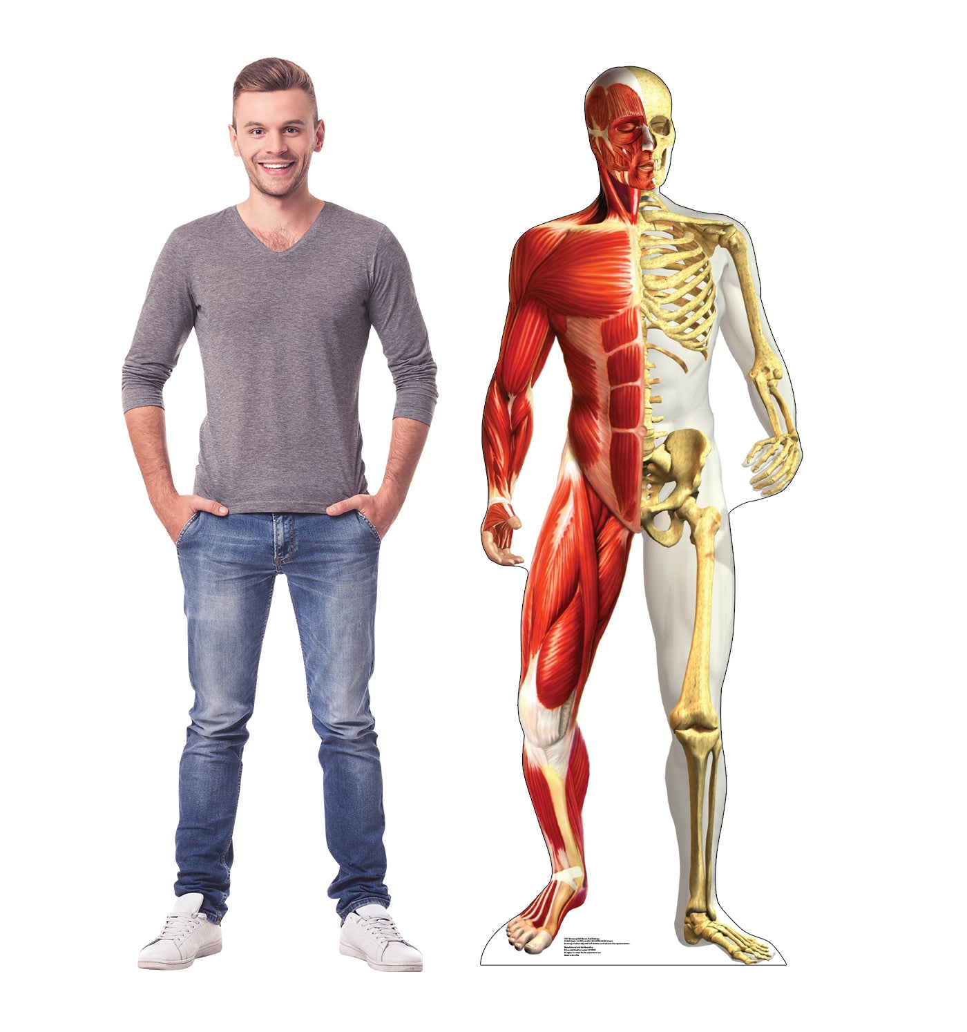 Life-size Anatomy Half Muscle Skeleton Cardboard Cutout - All Cutouts