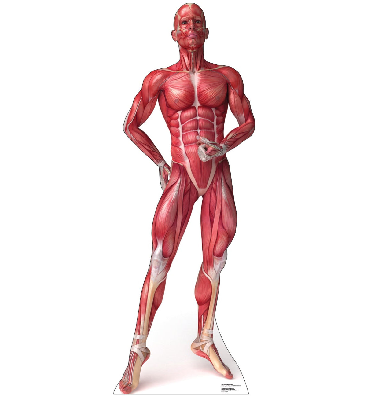 Life-size Muscle System Anatomy Cardboard Standup - All Cutouts