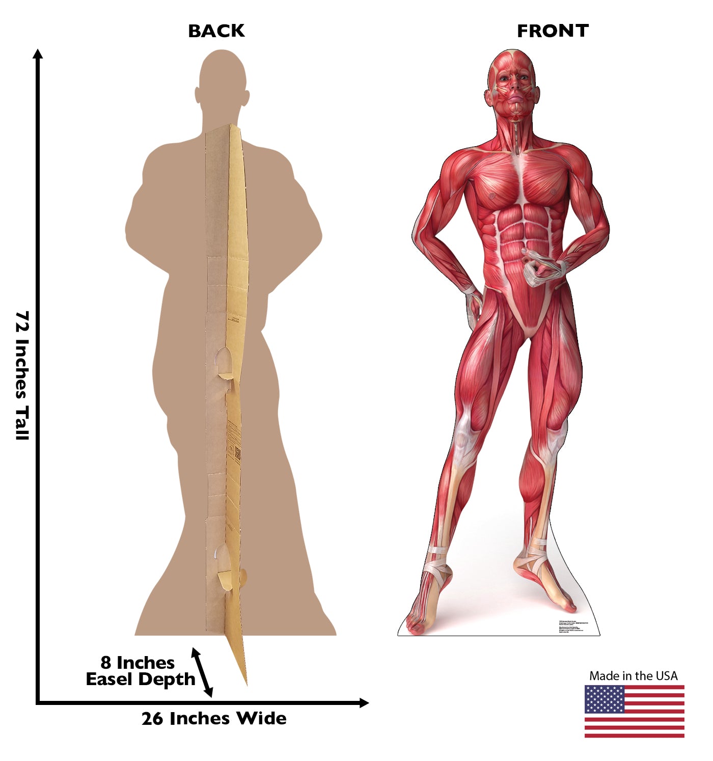 Life-size Muscle System Anatomy Cardboard Standup - All Cutouts