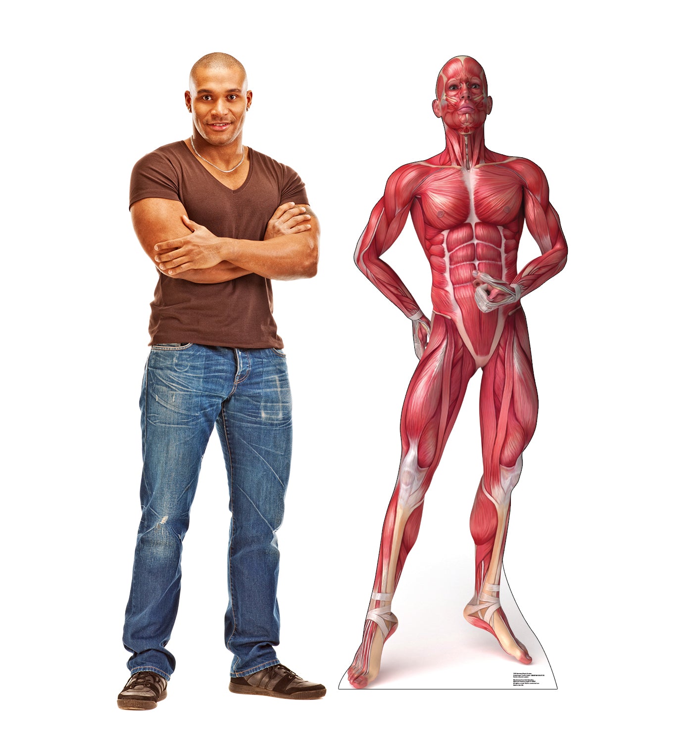 Life-size Muscle System Anatomy Cardboard Standup - All Cutouts