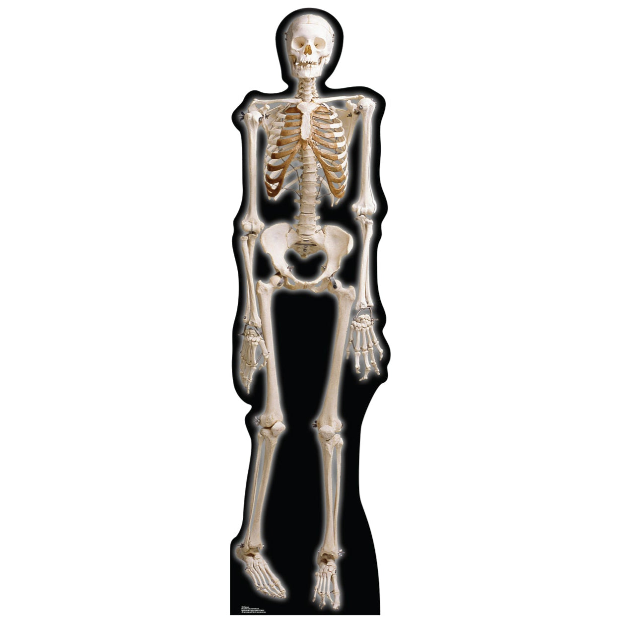 Life-size The Skeleton Cardboard Standup | Cardboard Cutout - All Cutouts