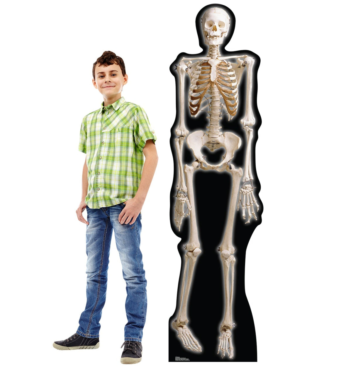 Life-size The Skeleton Cardboard Standup | Cardboard Cutout - All Cutouts