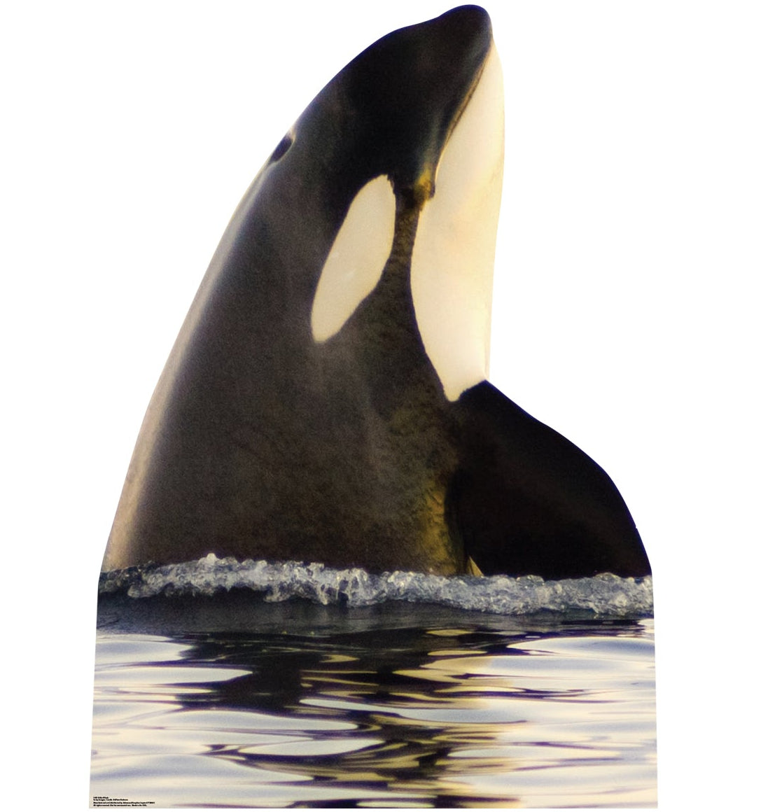 Life-size Killer Whale Cardboard Standup - All Cutouts