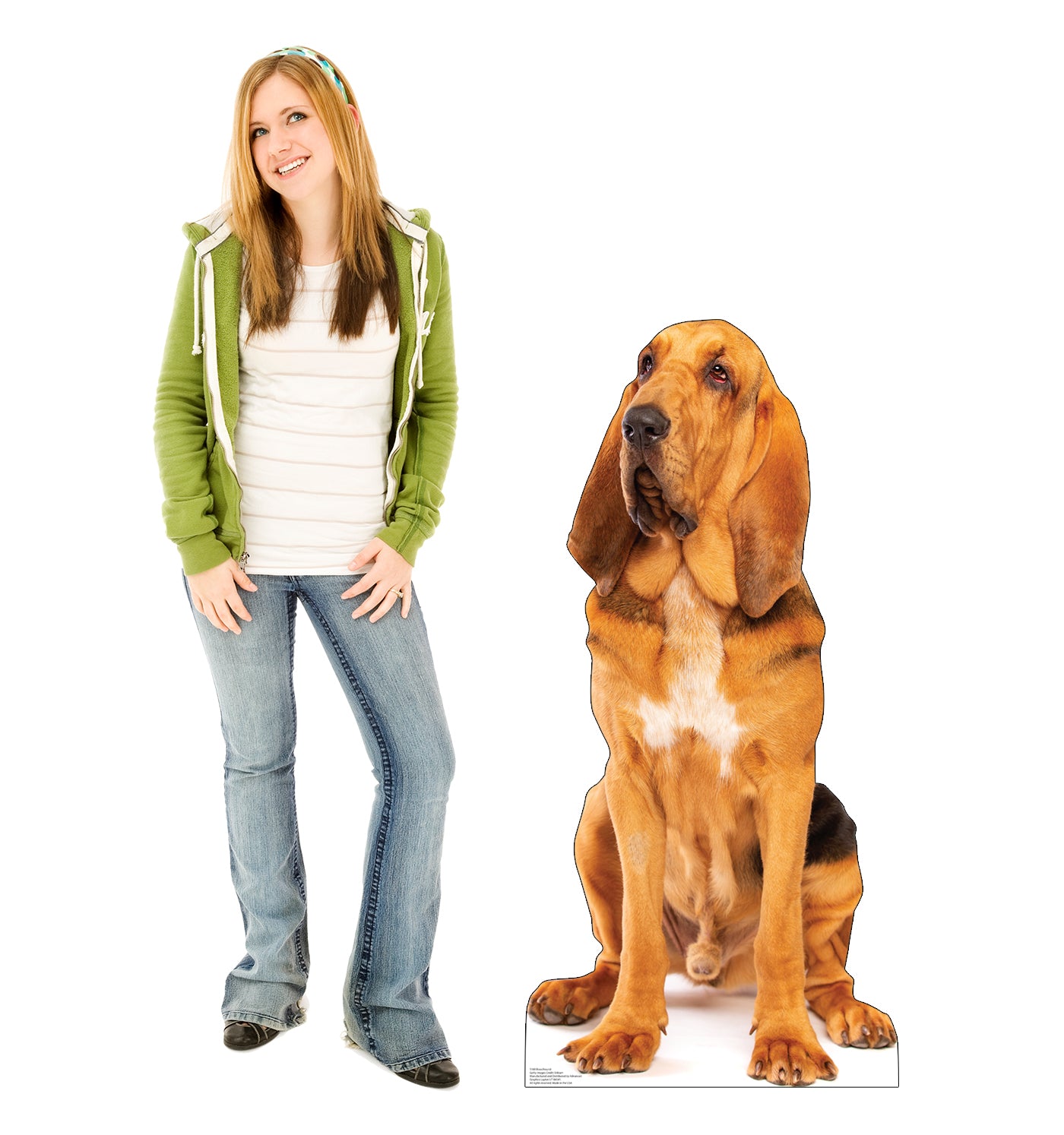 Bloodhound Dog Life-Size Cardboard Cutout - All Cutouts