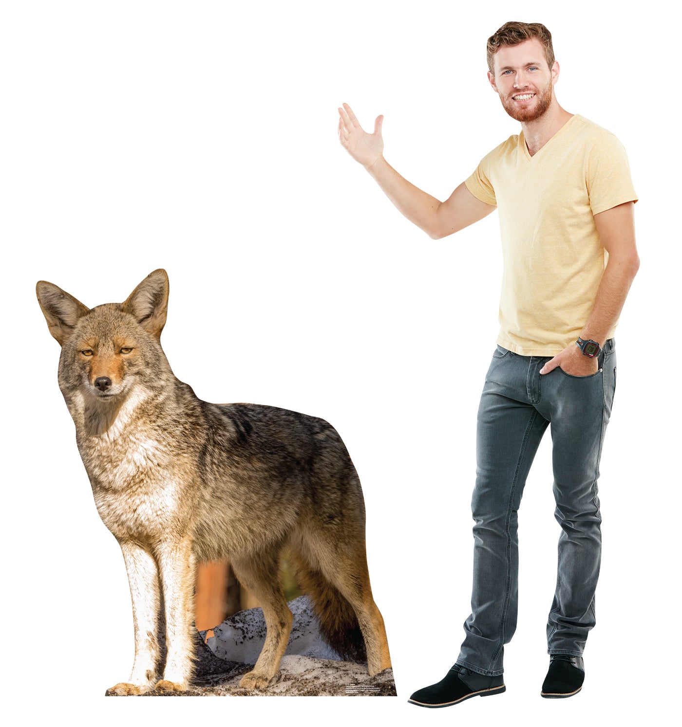 Coyote Life-Size Cardboard Cutout - All Cutouts