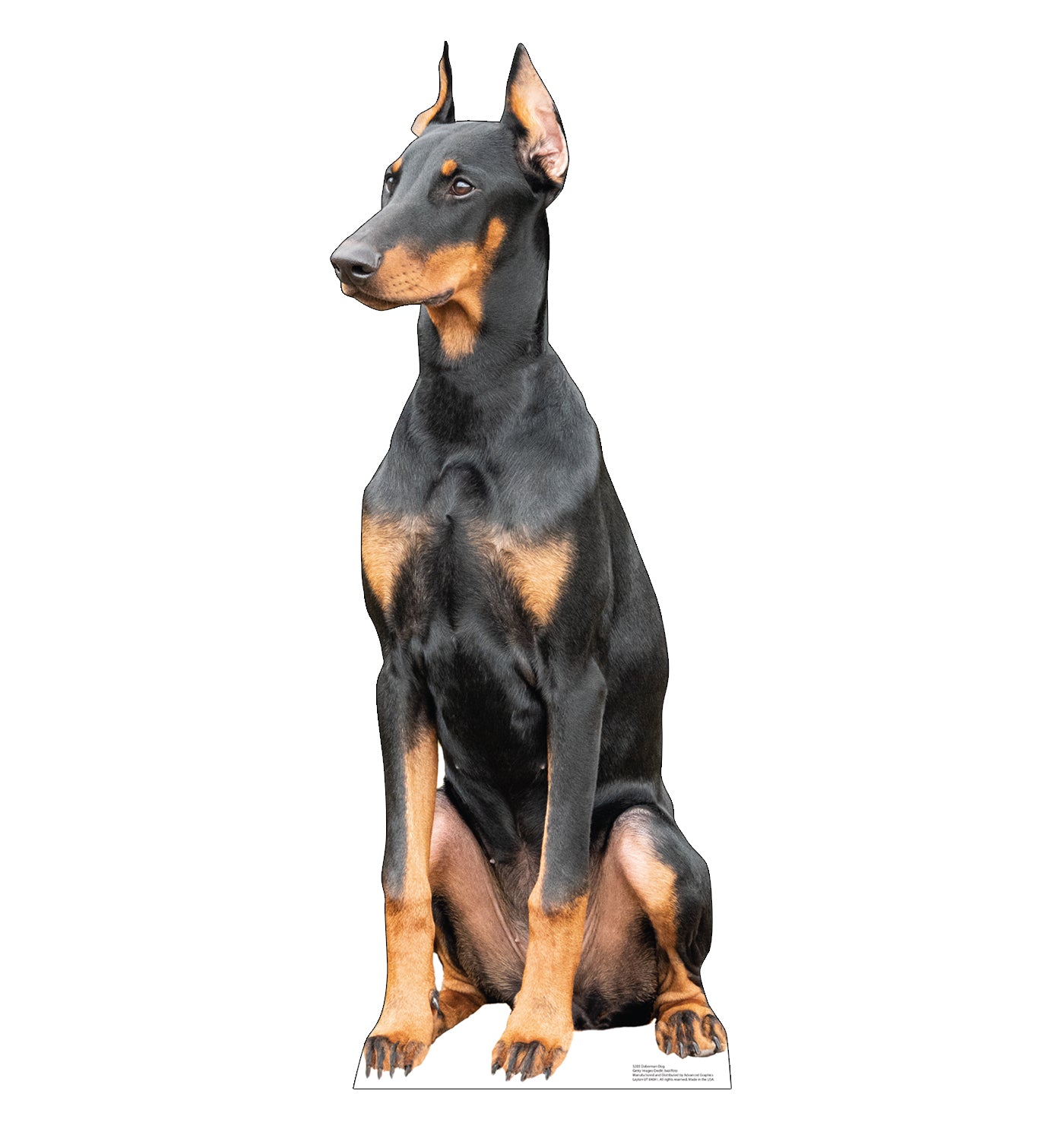 Doberman Dog Life-Size Cardboard Cutout - All Cutouts