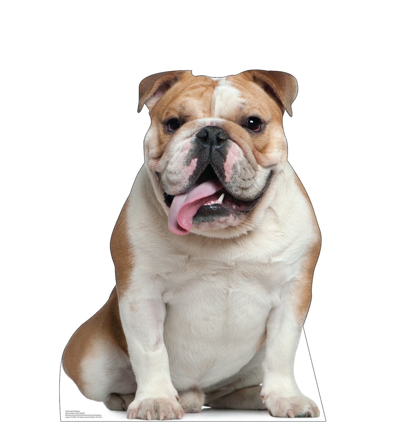 English Bull Dog Life-Size Cardboard Cutout - All Cutouts