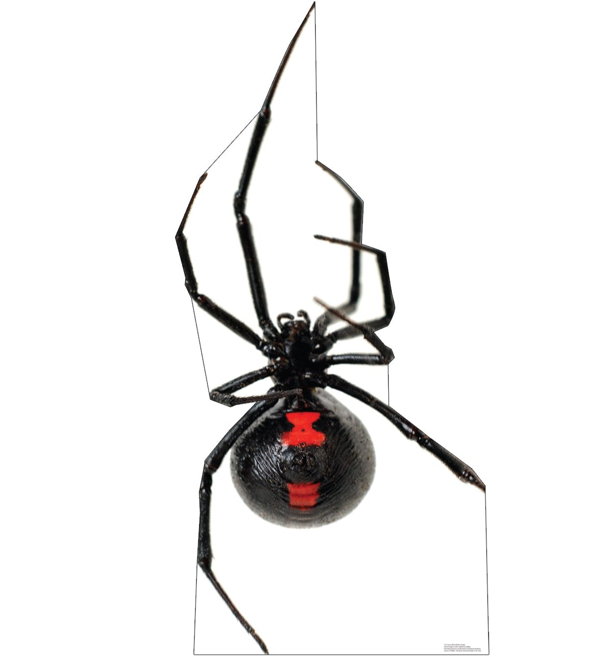 Giant Black Widow Spider Life-Size Cardboard Cutout - All Cutouts