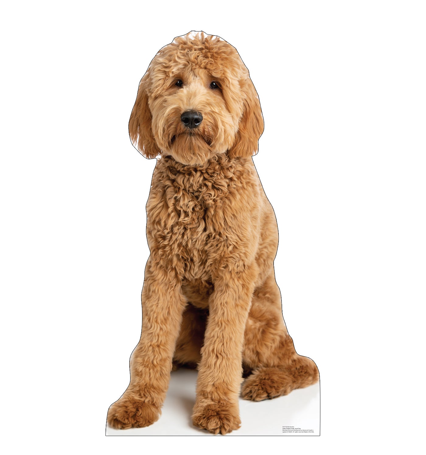 Goldendoodle Life-Size Cardboard Cutout Standee - All Cutouts
