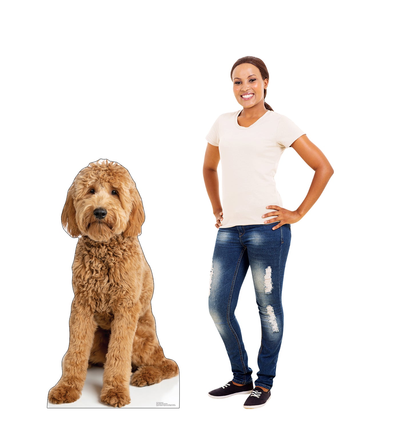 Goldendoodle Life-Size Cardboard Cutout Standee - All Cutouts