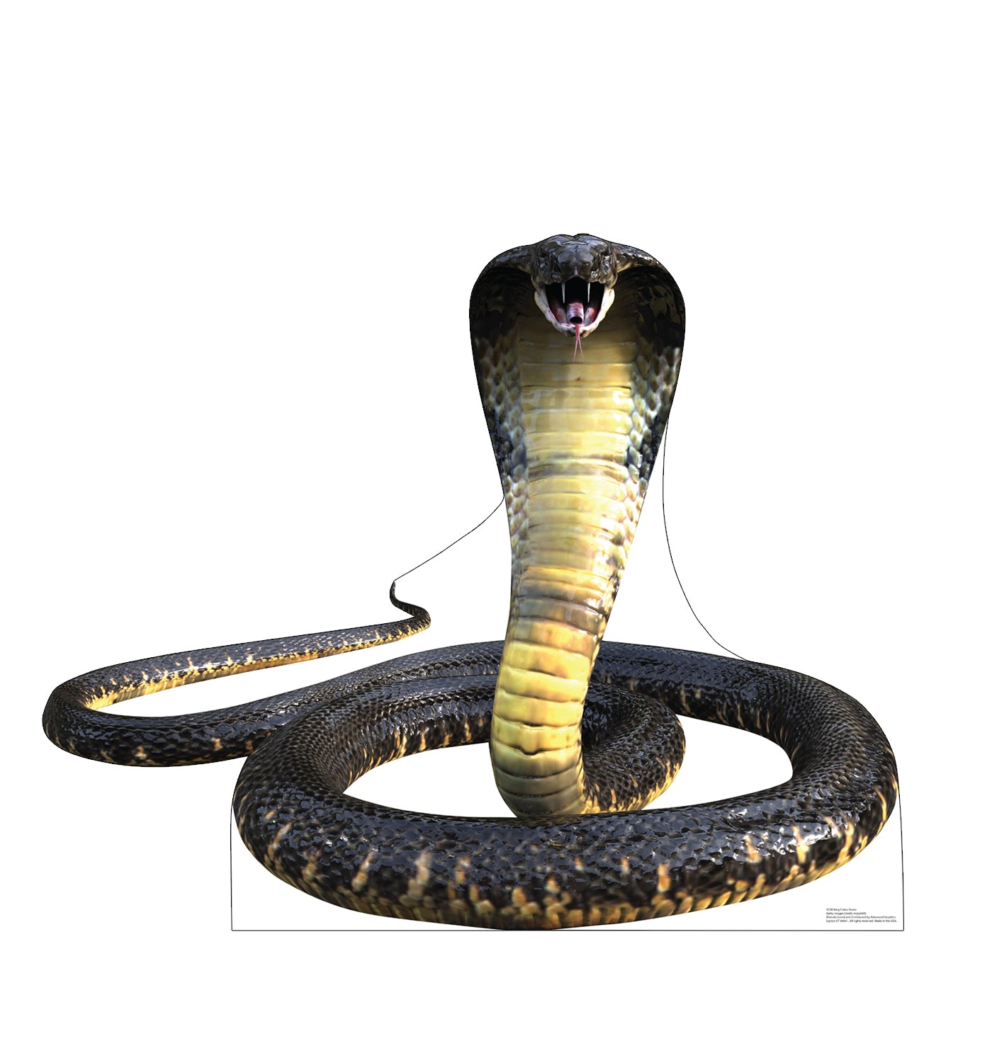 King Cobra Life-Size Cardboard Cutout - All Cutouts