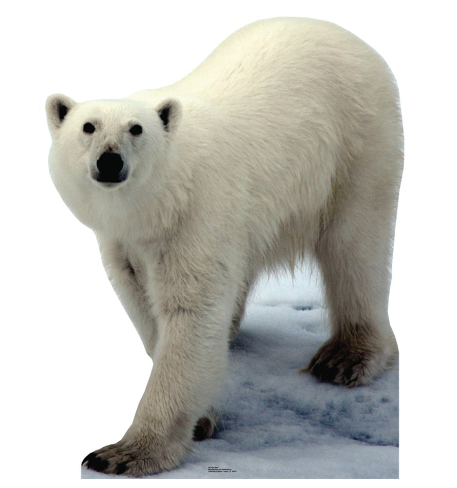 Life-size Polar Bear Cardboard Standup | Cardboard Cutout - All Cutouts