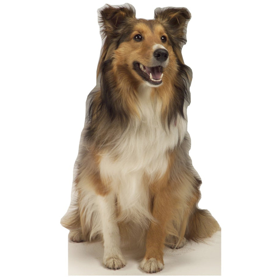 Life-size Collie Dog Cardboard Standup | Cardboard Cutout - All Cutouts