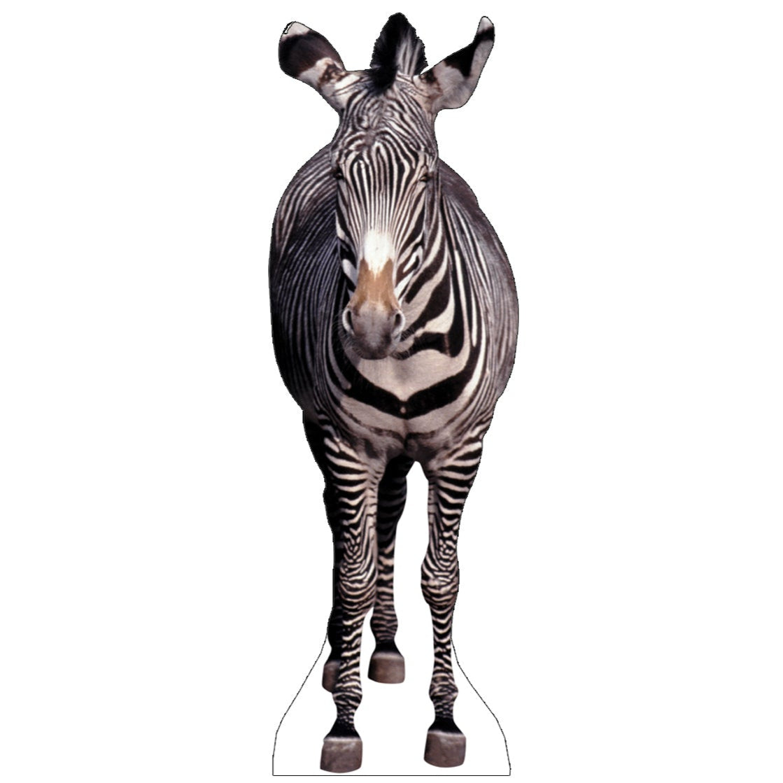 Life-size Zebra Cardboard Standup - All Cutouts