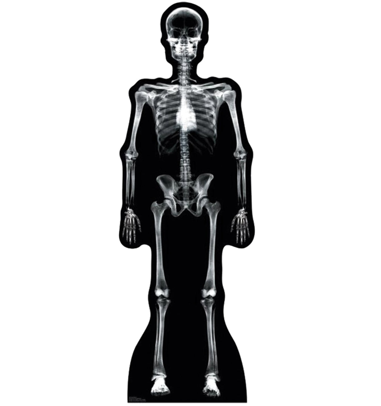 Life-size X-Ray Skeleton Cardboard Standup - All Cutouts