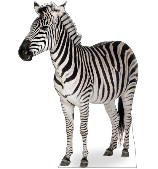 Zebra Life-Size Cardboard Standup - All Cutouts