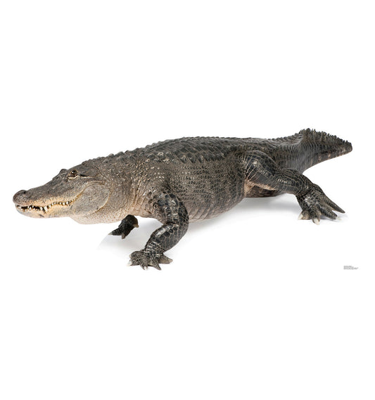 Life-size American Alligator Cardboard Standup - All Cutouts
