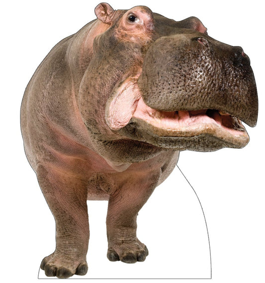 Life-size Hippopotamus Cardboard Cutout Standee - All Cutouts