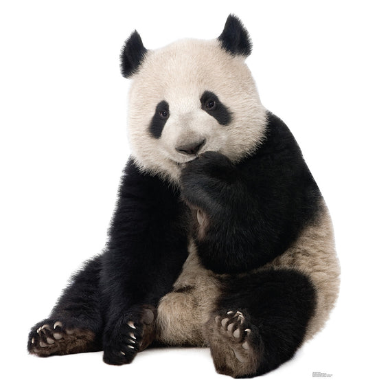 Life-size Giant Panda Cardboard Cutout - All Cutouts