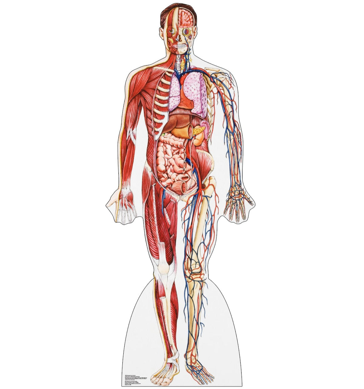 Life-size Anatomy Cross Section Cardboard Standup - All Cutouts