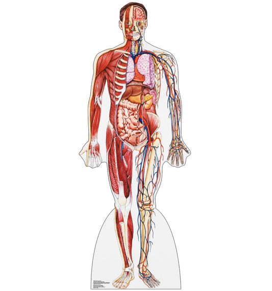 Life-size Anatomy Cross Section Cardboard Standup - All Cutouts