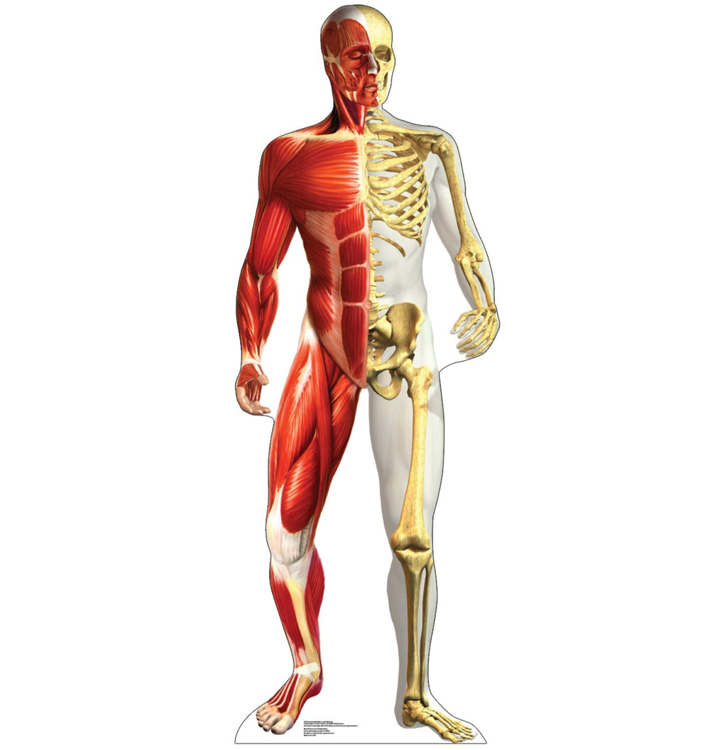Life-size Anatomy Half Muscle Skeleton Cardboard Cutout