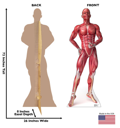 Life-size Muscle System Anatomy Cardboard Standup - All Cutouts