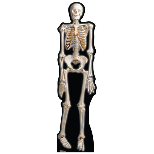 Life-size The Skeleton Cardboard Standup | Cardboard Cutout - All Cutouts