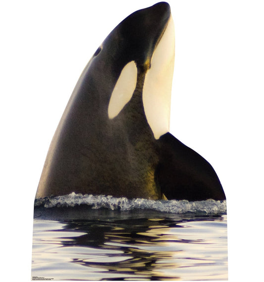 Life-size Killer Whale Cardboard Standup - All Cutouts