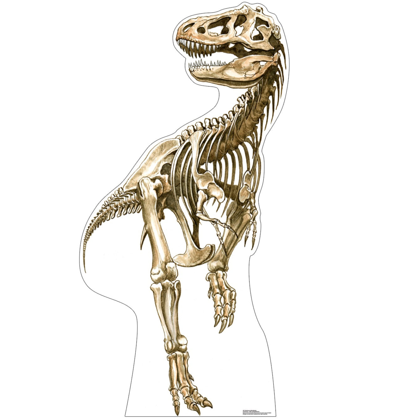 Tyrannosaurus Rex Skeleton Cardboard Cutout - All Cutouts
