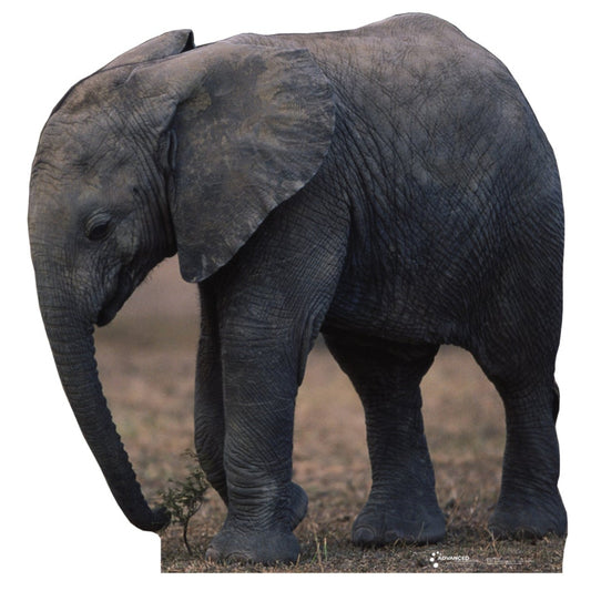 Life-size Baby Elephant Cardboard Standup | Cardboard Cutout - All Cutouts