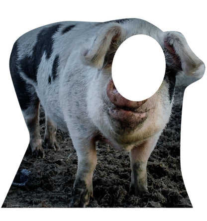 Life-size Pig Stand-In Cardboard Standup - All Cutouts