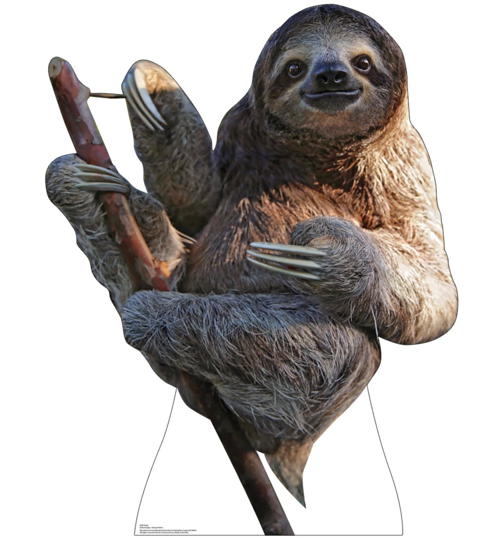 Life-Size Sloth Cardboard Cutout | All Cutouts