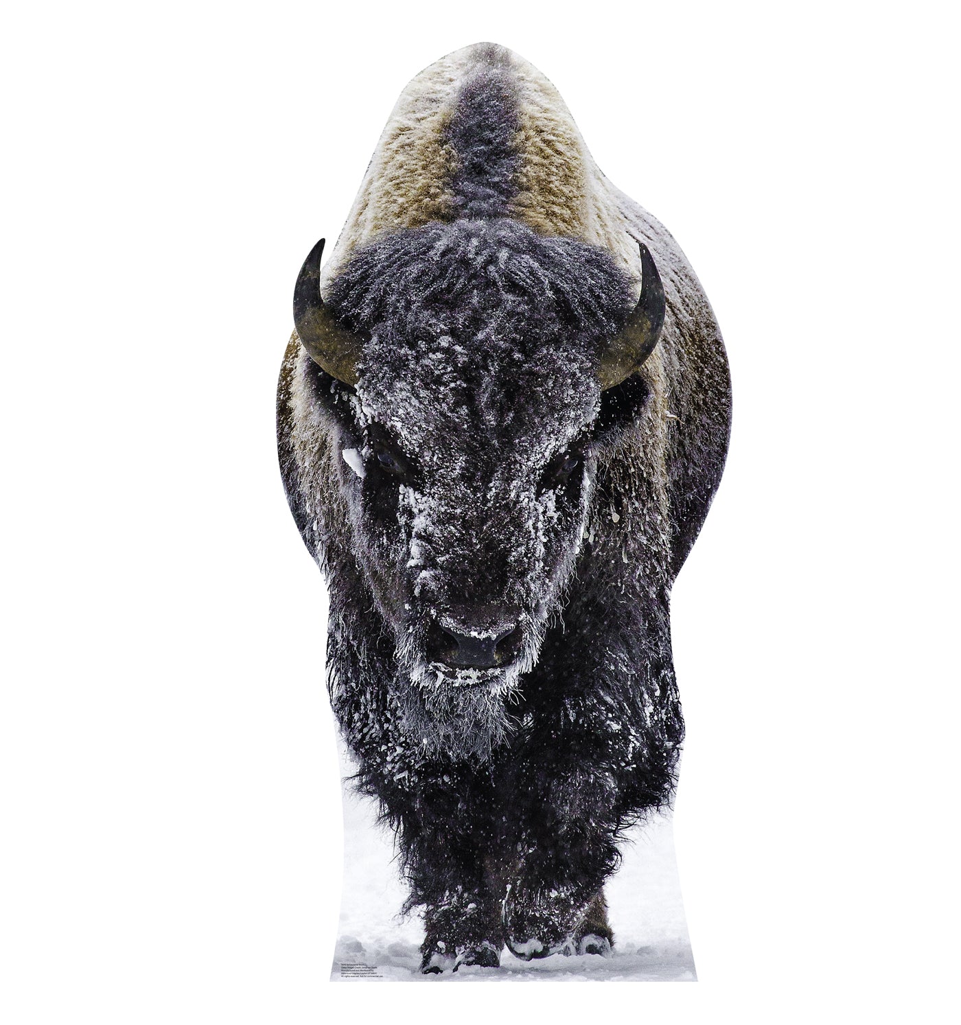 Life-size Cardboard Cutout of Yellowstone Bison - All Cutouts