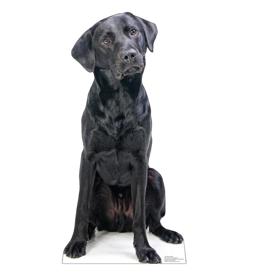 Black Labrador Life-Size Cardboard Cutout - All Cutouts