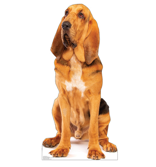 Bloodhound Dog Life-Size Cardboard Cutout - All Cutouts