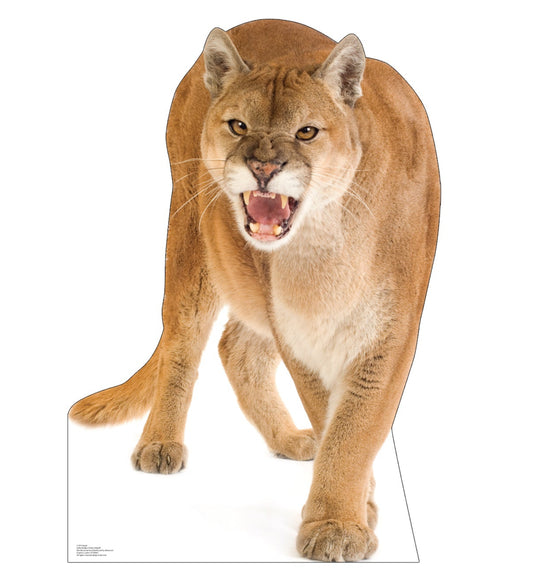 Cougar Life-Size Cardboard Cutout - All Cutouts