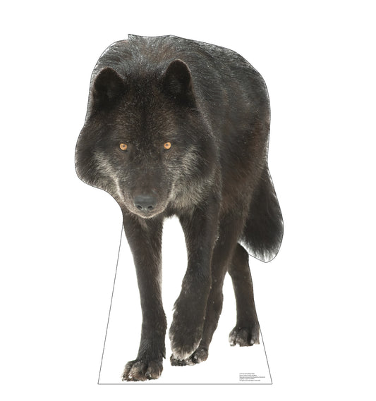 Canadian Black Wolf Life-Size Cardboard Cutout - All Cutouts