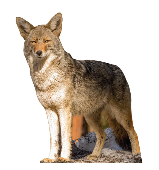 Coyote Life-Size Cardboard Cutout - All Cutouts