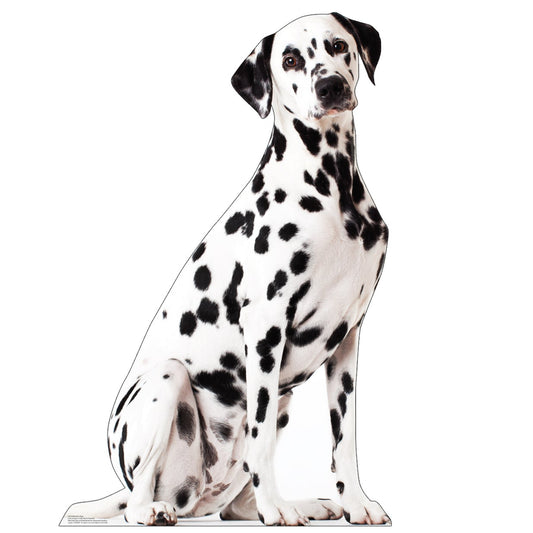 Dalmatian Dog Life-Size Cardboard Cutout - All Cutouts