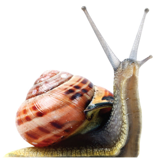 Giant Snail Life-Size Cardboard Cutout - All Cutouts