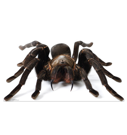 Giant Tarantula Life-Size Cardboard Cutout - All Cutouts