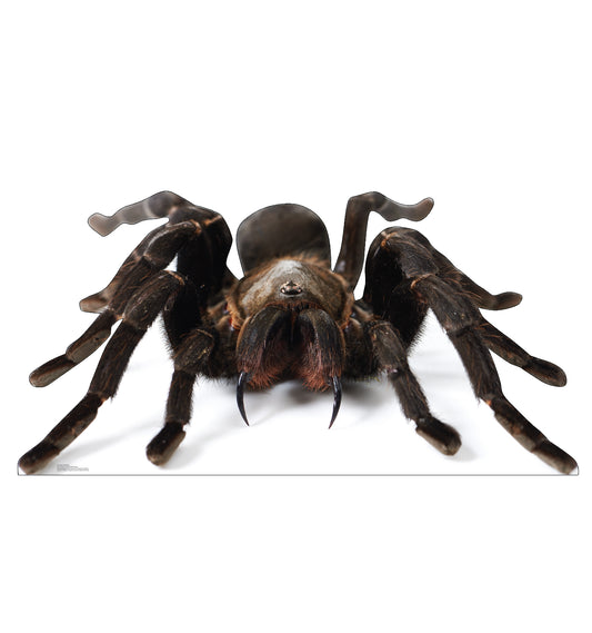 Giant Tarantula Life-Size Cardboard Cutout - All Cutouts