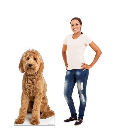Goldendoodle Life-Size Cardboard Cutout Standee - All Cutouts