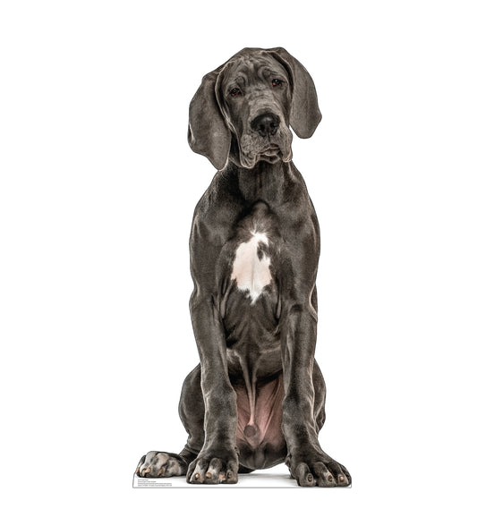 Great Dane Life-Size Cardboard Cutout - All Cutouts