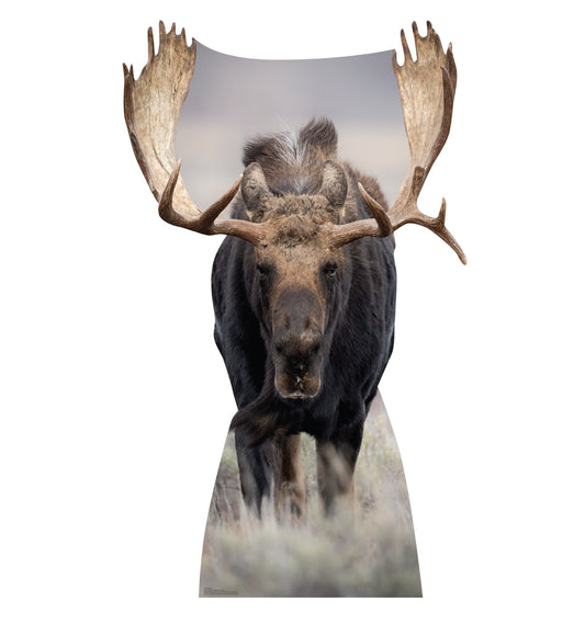 Moose Life-Size Cardboard Cutout - All Cutouts